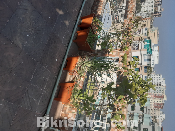 কয়েক রকমের গাছ